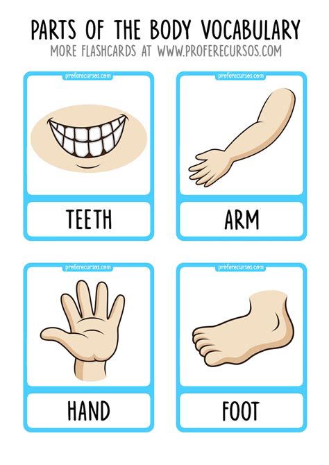 Parts Of The Body Vocabulary Flashcards