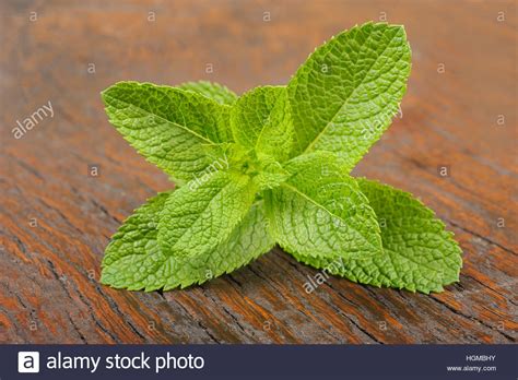 Peppermint Mentha Piperita High Resolution Stock Photography And Images