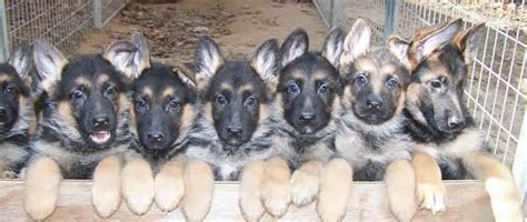 We adopt these wonderful dogs to responsible loving, forever, indoor homes where the dog is treated as a member of the family and where they will be loved and kept safe the rest of their lives. German Shepherd Puppies For Adoption In Texas | PETSIDI