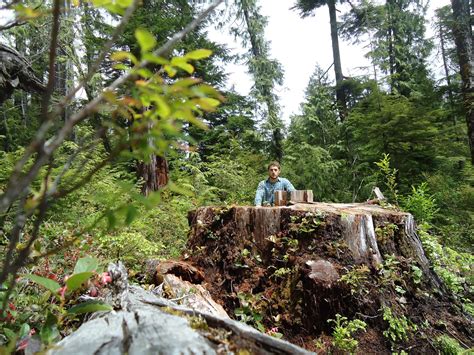 Vancouver Island Big Trees Whos Really Poaching Bcs Old Growth