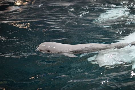 Beluga Whale Calf Born At Georgia Aquarium Dies Wsb Tv Channel 2