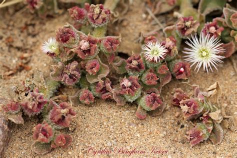 Crystalline Ice Plant Project Noah