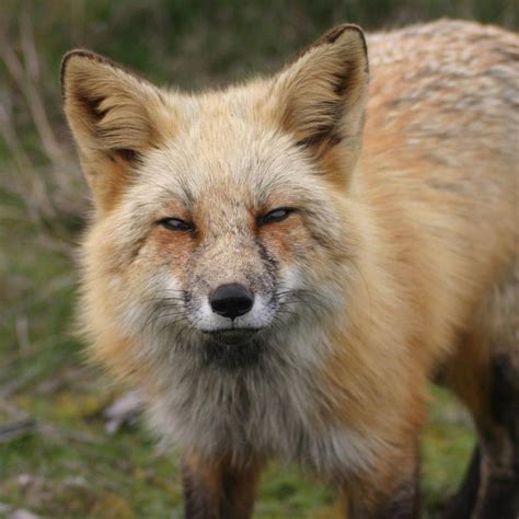 Humans Urged To Stay Away From San Juans Red Foxes Salish Current