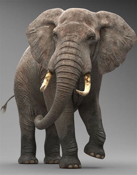 Asian Elephant 3d Model