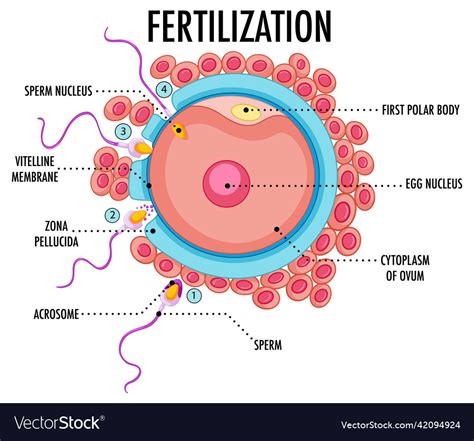 Diagram Showing Fertilization In Human Royalty Free Vector