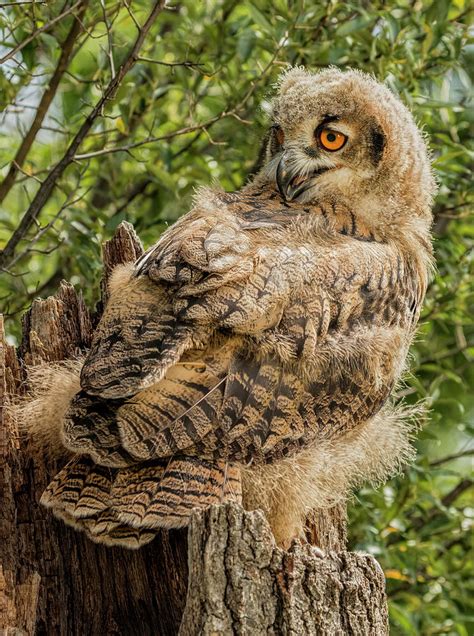 Baby Eurasian Eagle Owl Photograph By Pat Eisenberger