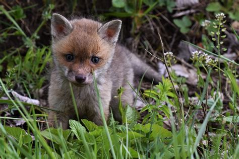 Baby Redfox Photo Et Image Animaux Animaux Sauvages Fotos Images