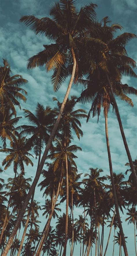 Palm Trees Summer Wallpapers Girly Wallpapers Iphone Lock Screen