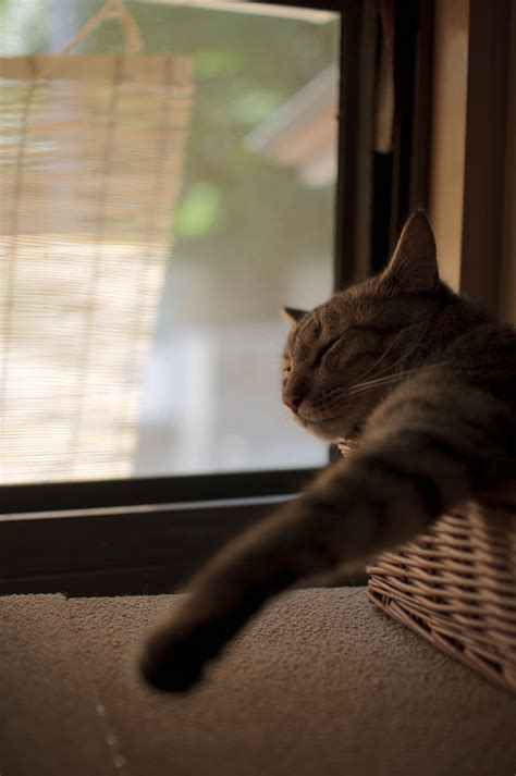 Cat And Sunshade Akimasa Harada Flickr