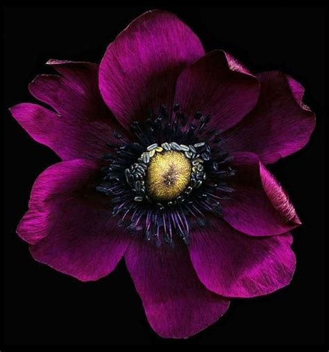Pin By Abigail Abordo On Blooms On Black Pansies Flowers Fuchsia