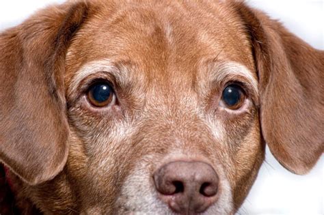 Portrait Of Dog Looking At Camera Stock Photo Image Of Eyes Nose