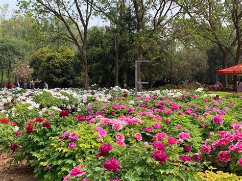 China National Flower Garden Luoyang 2021 All You Need To Know