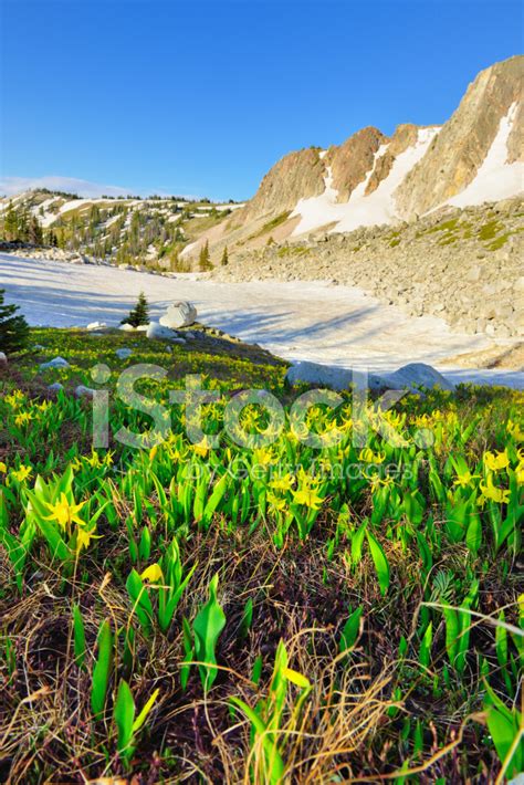 Meadow With Wild Flowers In Snowy Range Mountains Stock Photo Royalty