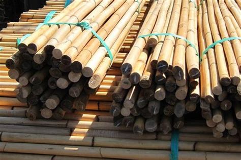Karakteristik yang sama-sama dimiliki oleh rotan dan bambu adalah