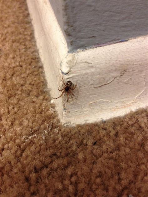 Id This Spider Please Located In Long Island Ny Rspiders