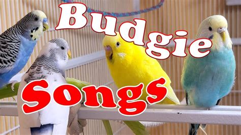 12 Hr Happy Parakeets Sing Playing And Eating Cute Budgies Chirping
