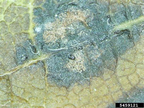 On fruit, there will be green spots that turn brown with time. Marssonina leaf spot (Marssonina betulae ) on birch ...