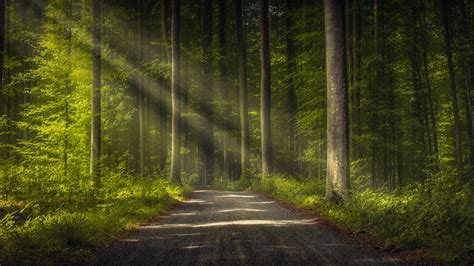 Forest Nature Path Woodland Green Ecosystem Tree Road Sunlight Forest Path Thick Forest
