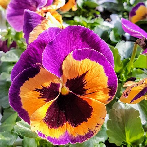 Pansy Baskets And Blooms