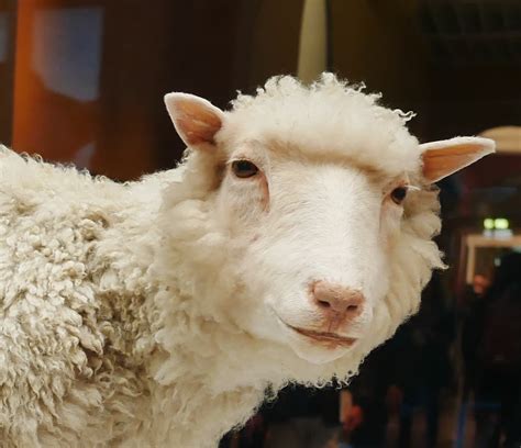 The Legacy Of Dolly The Sheep May Be Your Future Health Lynette M Burrows