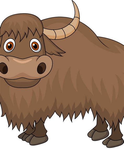 Yak Illustrations Royalty Free Vector Graphics And Clip Art Istock
