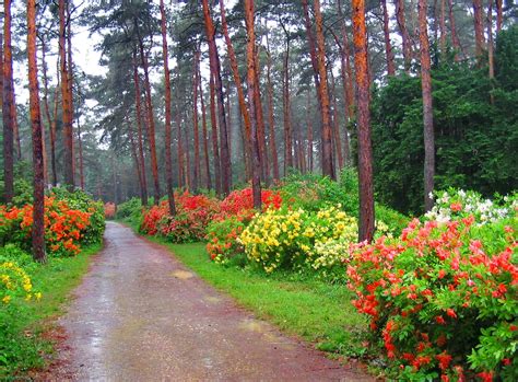 30 Beautiful Forest Flowers Wallpapers Magone 2016