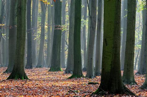Beech Tree Forest Photograph By Colin Varndellscience Photo Library
