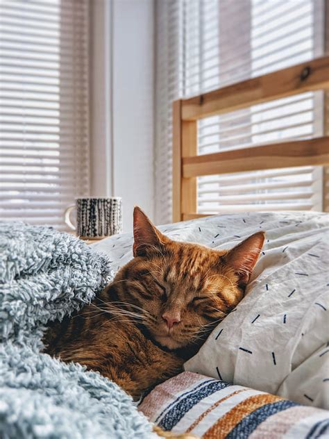 Cat Sleep Bed Comfort Hd Phone Wallpaper Peakpx