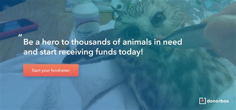 17 Effective Animal Shelter Fundraising Ideas Pet Fundraiser Ideas