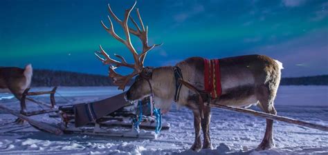 Elmo & patsy's official music video for 'grandma got run over by a reindeer'. Reindeer Encounters & Sleigh Rides in Lapland