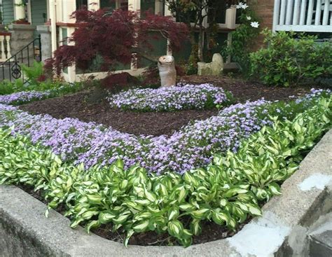 How To Split Hosta Plants Then Try A Little Mulch To Protect The