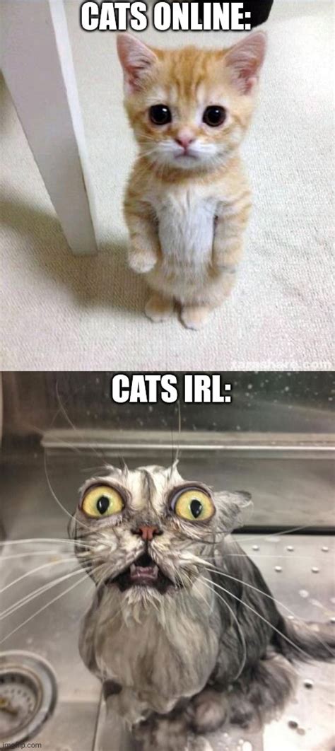 Image Tagged In Memescute Catwet Scary Cat Imgflip