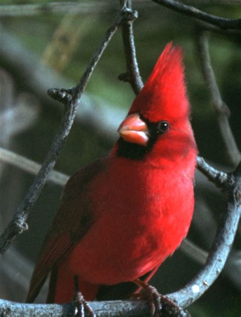 Northern Cardinal Male Cardinal