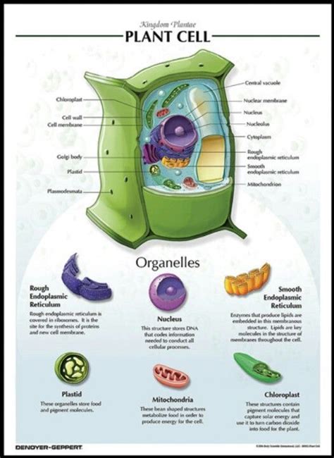 Plant cell structure grade 10. Pin by Erin Larson on Books | Science biology, Teaching ...