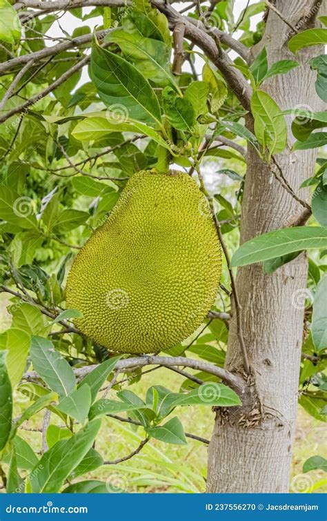 Growing Jackfruit On Its Tree Stock Photo Image Of Rosids Fruit