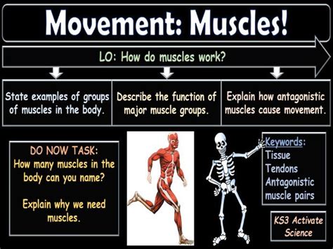 Movement Muscles Ks3 Activate Science Teaching Resources
