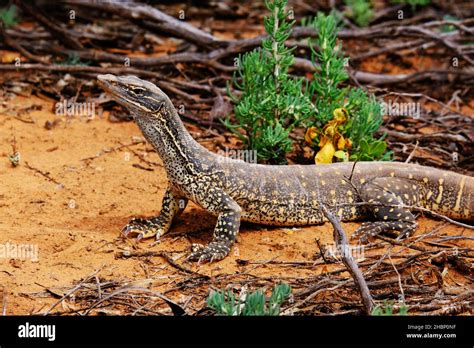 A Sand Goanna At Banrock Station In The Riverland Region Of South