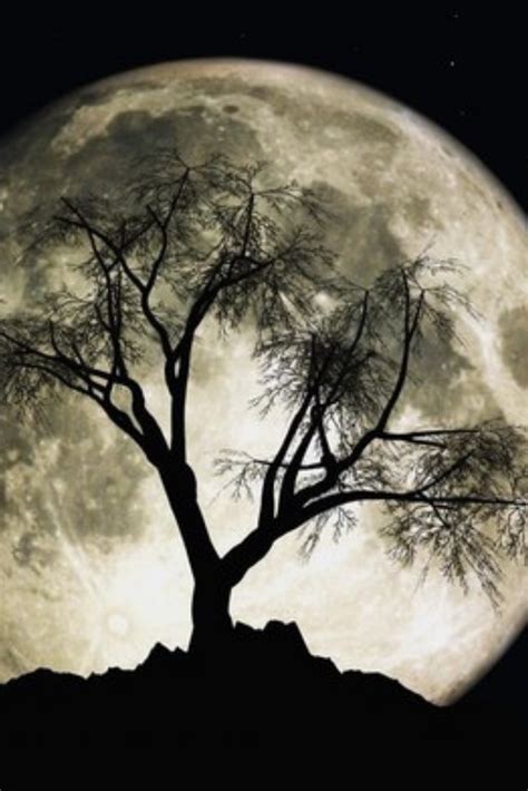“moon Trees” Were Grown From Seeds Taken To The Moon In Early 1971