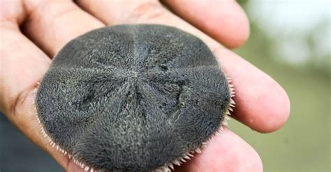 What Do Sand Dollars Eat Everything You Need To Know A Z Animals