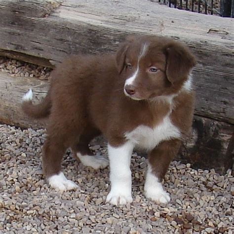 The current median price for all border collies sold is $1,075.00. Shaggy Border Collie Puppy 637728 | PuppySpot