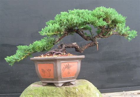 How To Grow And Care For Common Juniper Indoor Plants