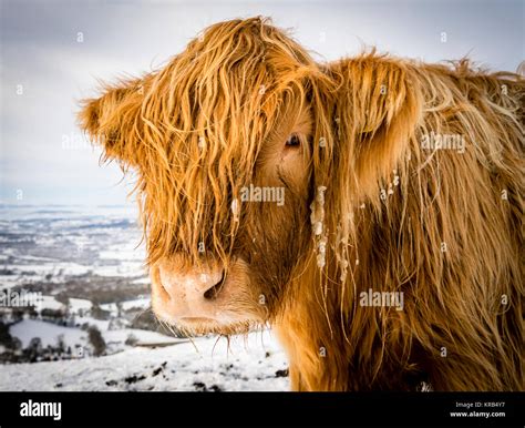 Highland Cattle Snow High Resolution Stock Photography And Images Alamy
