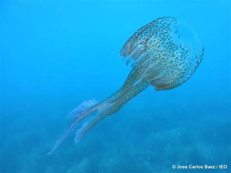 qué hacer si te pica una medusa pasos a seguir y a evitar según la ocu infobae