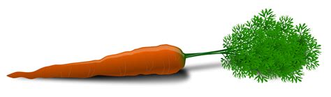 Free Carrot Picture, Download Free Carrot Picture png ...