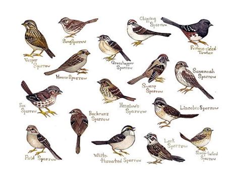 Sparrows Field Guide Art Print Birds Of North America Etsy