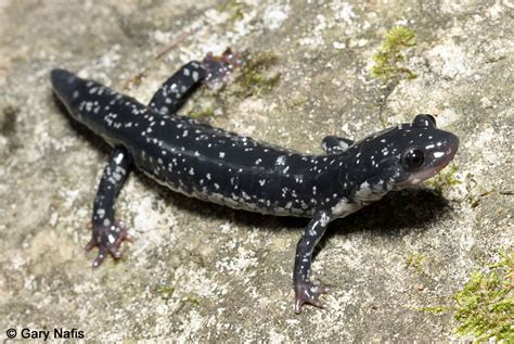 White Spotted Slimy Salamander Plethodon Cylindraceus