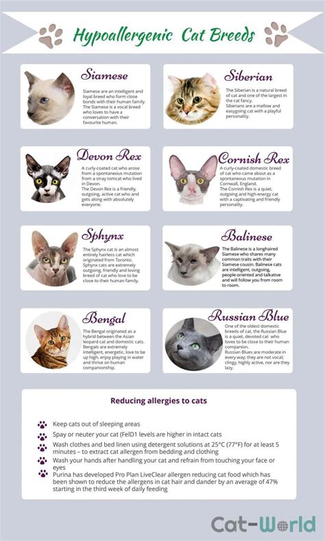 8 Hypoallergenic Breeds Of Cat Cat World
