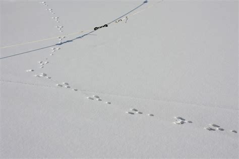 Rabbit Vs Squirrel Tracks In The Snow How To Distinguish Them Jake