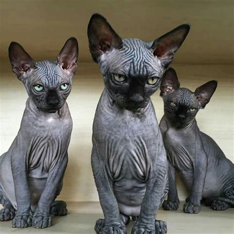Top 10 Weirdest Cat Breeds Pethelpful