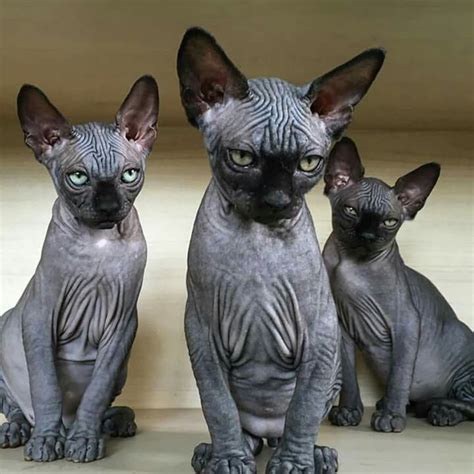 5 Of The Weirdest And Ugliest Cat Breeds From Around